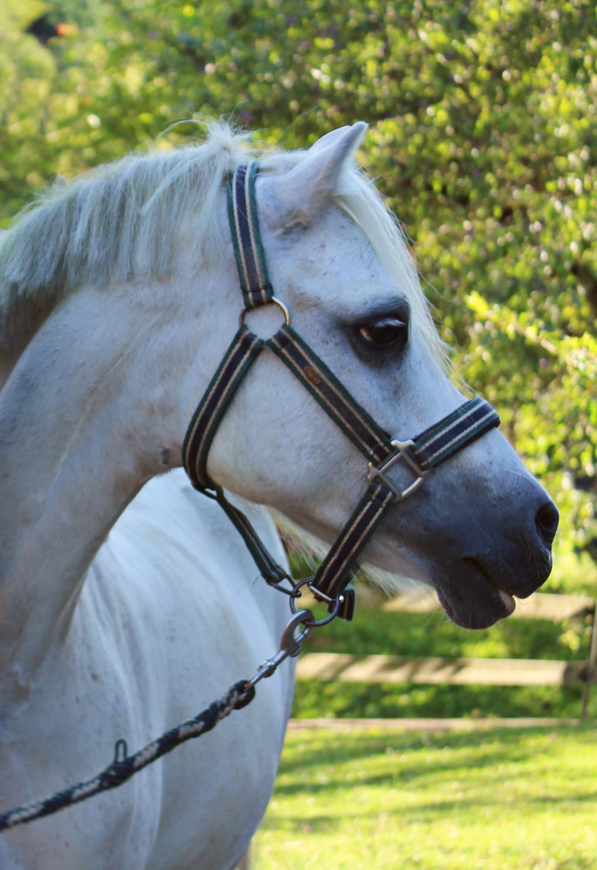 Jimmy das Welsh-A Pony
